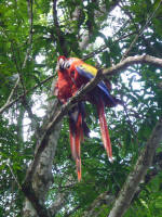 Scarlet macaws - endangered species